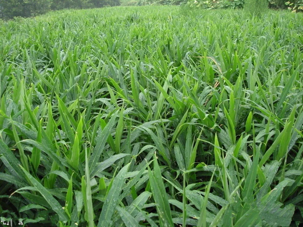 
air dry ginger dehydrated vegetables ginger zingiber officinale for buyer 