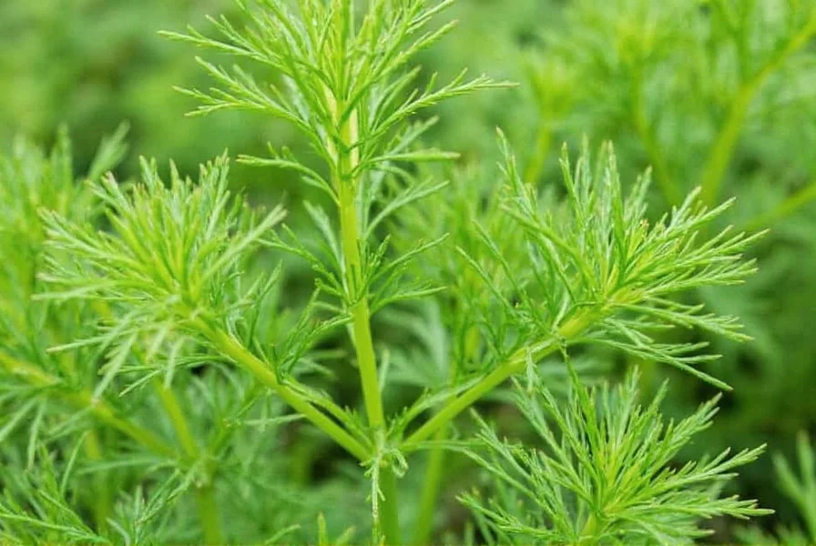 Dill Weed vs Dill Seed: Key Differences Explained
