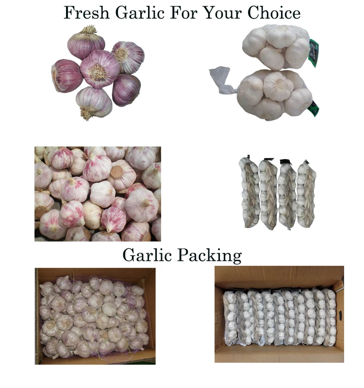 Garlic Series