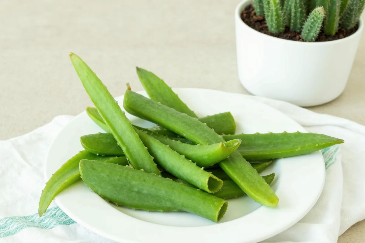 how to store aloe vera plant leaves