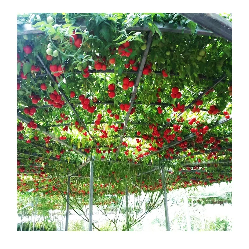 
Supply Hybrid High Quality Hot Sale Tomato Tree Seeds In China 