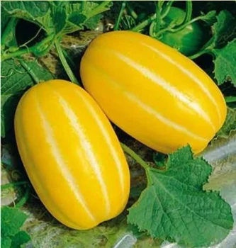 Snow White Melon Seeds - Buy White Melon Seeds,Types Melon Seed,Snow ...