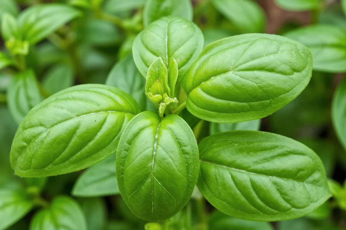 how to collect seeds from basil plants