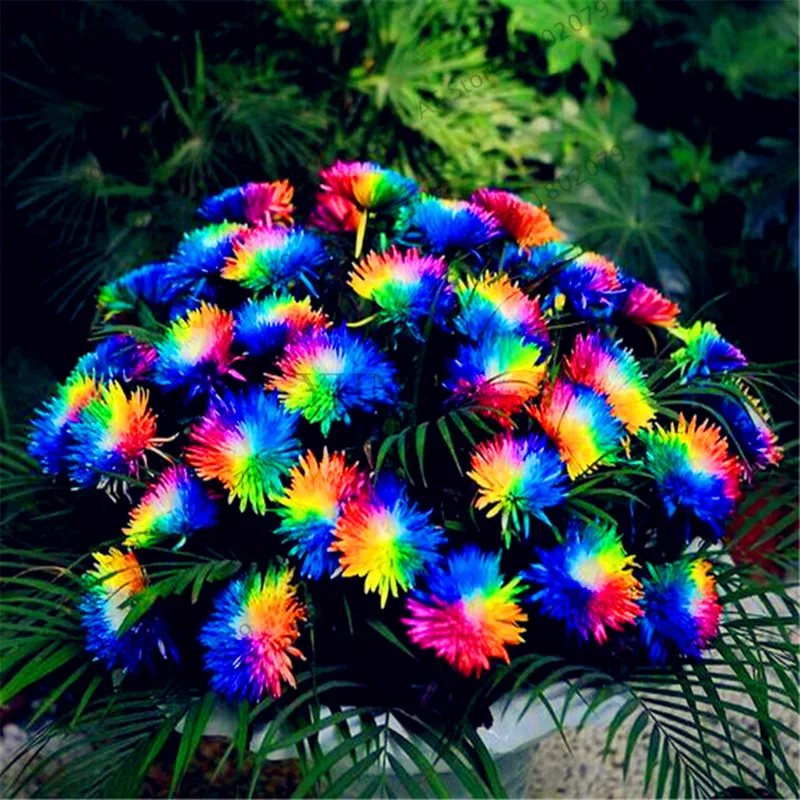 

100pcs/Bag Rainbow chrysanthemum seeds chrysanthemum seeds rosette seeds balcony flower plants indoor potted flowers