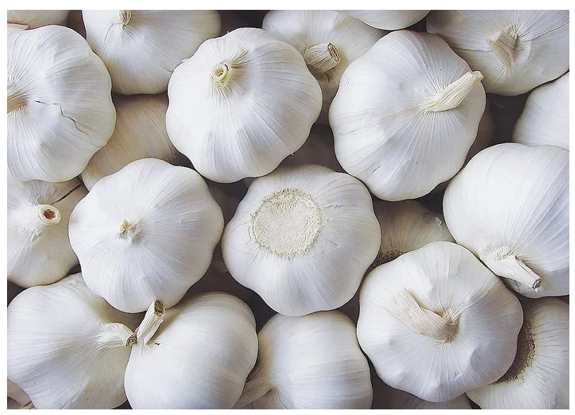 
supply bulk natural pure garlic oil garlic essential oil 