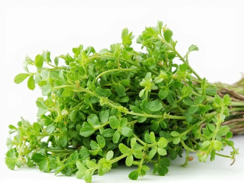 Best Thyme Substitutes: 7 Effective Alternatives for Cooking