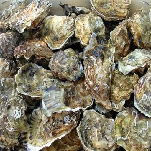 
High Quality Seafood Fresh Oysters High Quality Competitive Price 