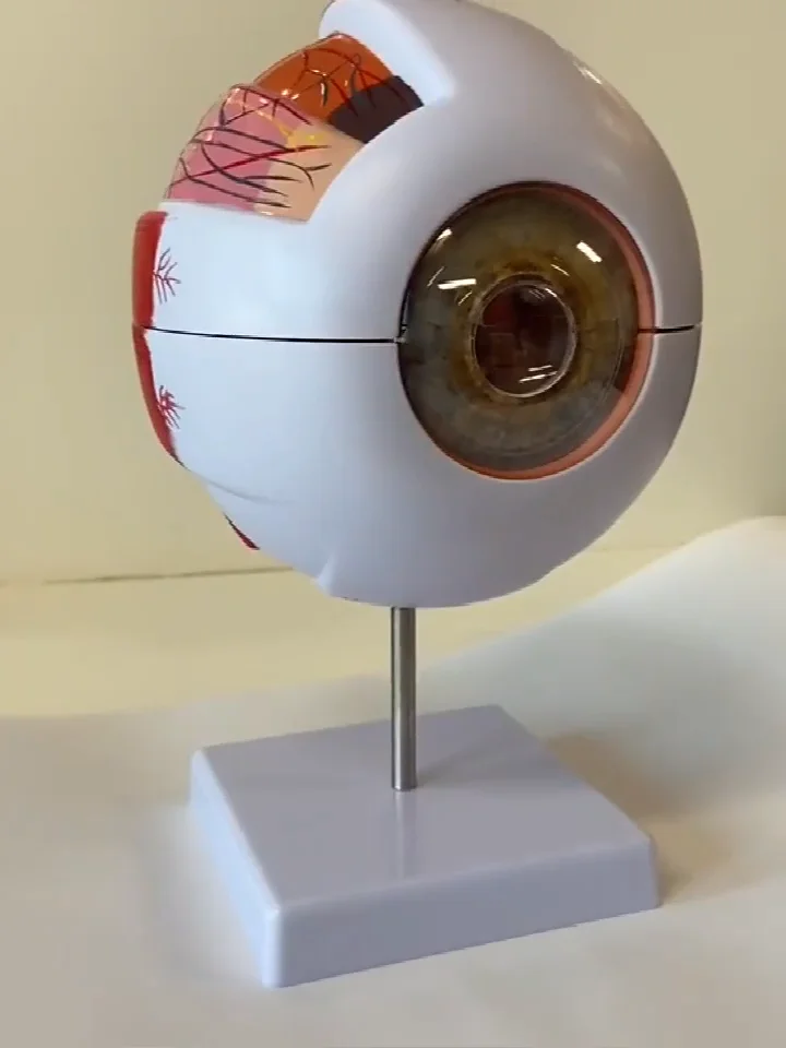 plastic human eye anatomy model