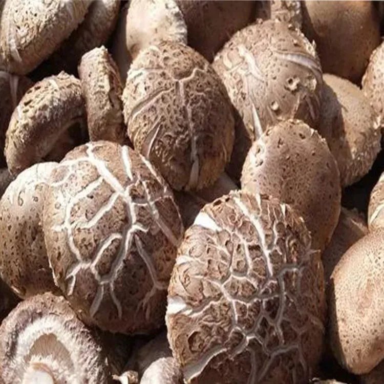 
Factory supplying wholesale fresh shiitake mushroom 