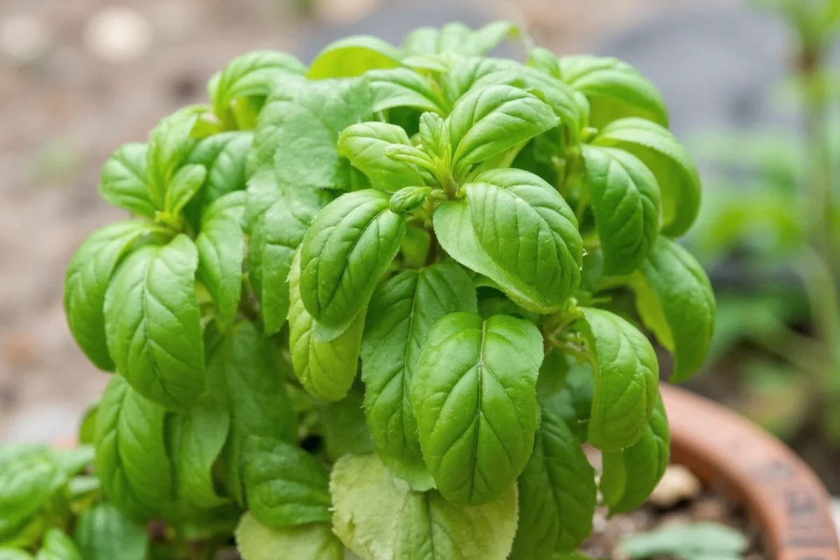 how often do you water a basil plant