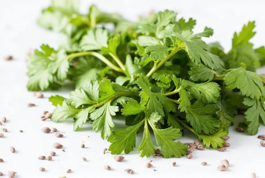 Cilantro vs coriander comparison chart