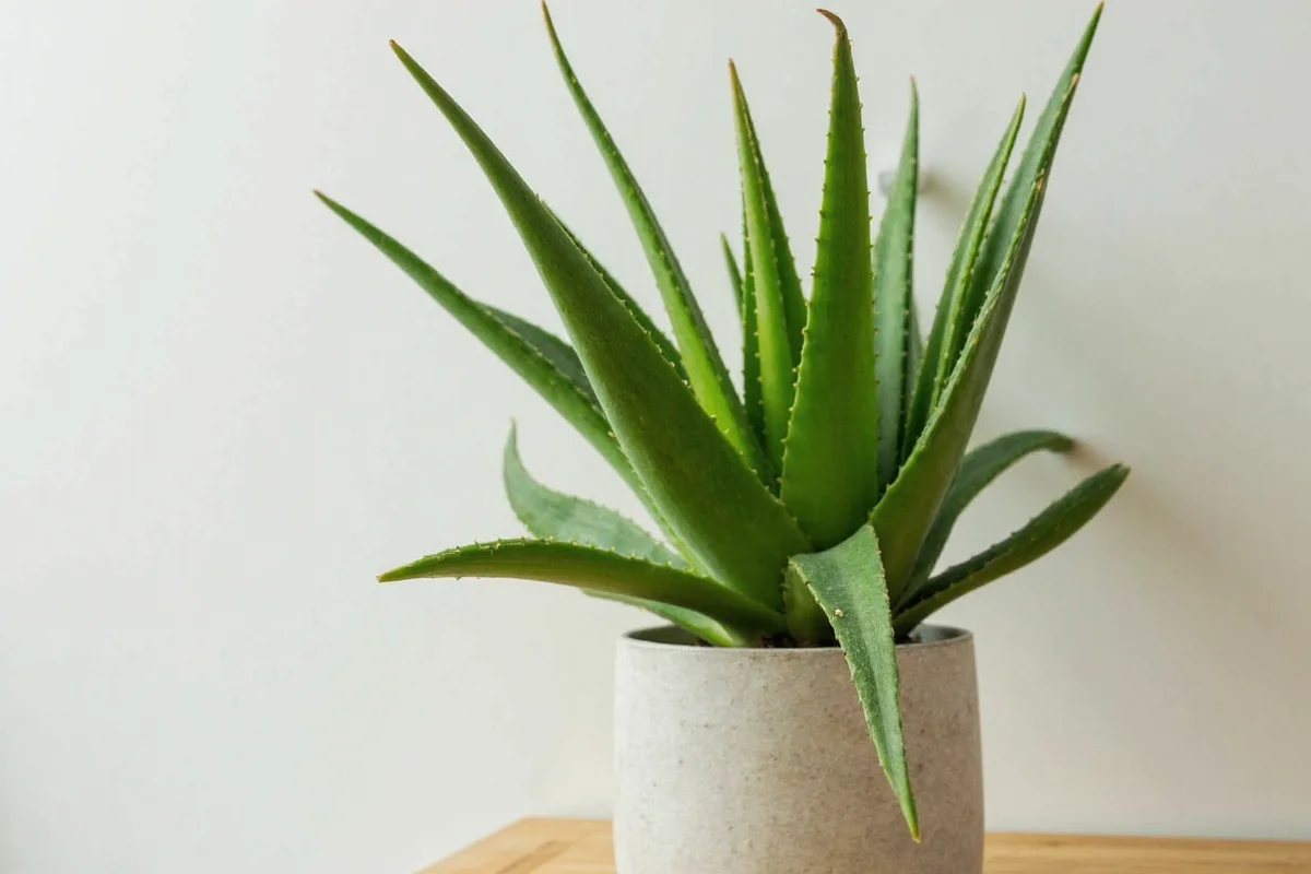 how to prune an aloe vera plant