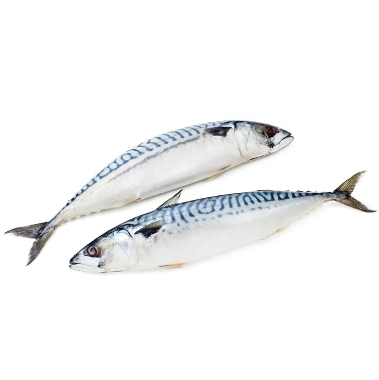 
Frozen Whole Round 300-500G Pacific Mackerel Sea Dream 