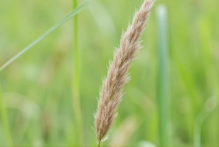 Clove Grass: Identification, Care, and Common Misconceptions