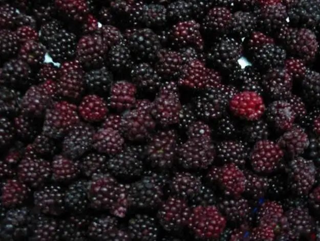 
Iqf Fresh Blackberry Fruits Frozen 