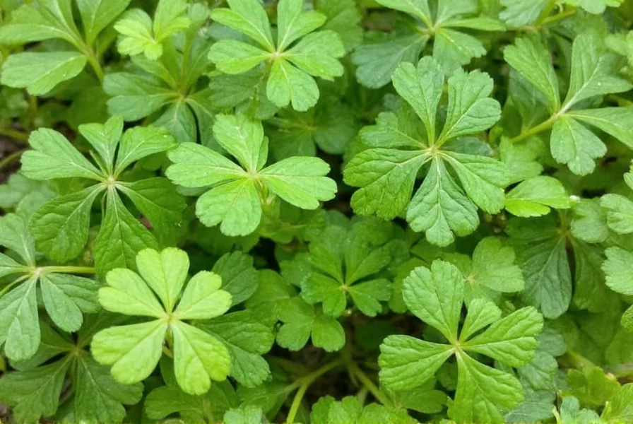 What Is Coriander? The Complete Guide to This Versatile Herb