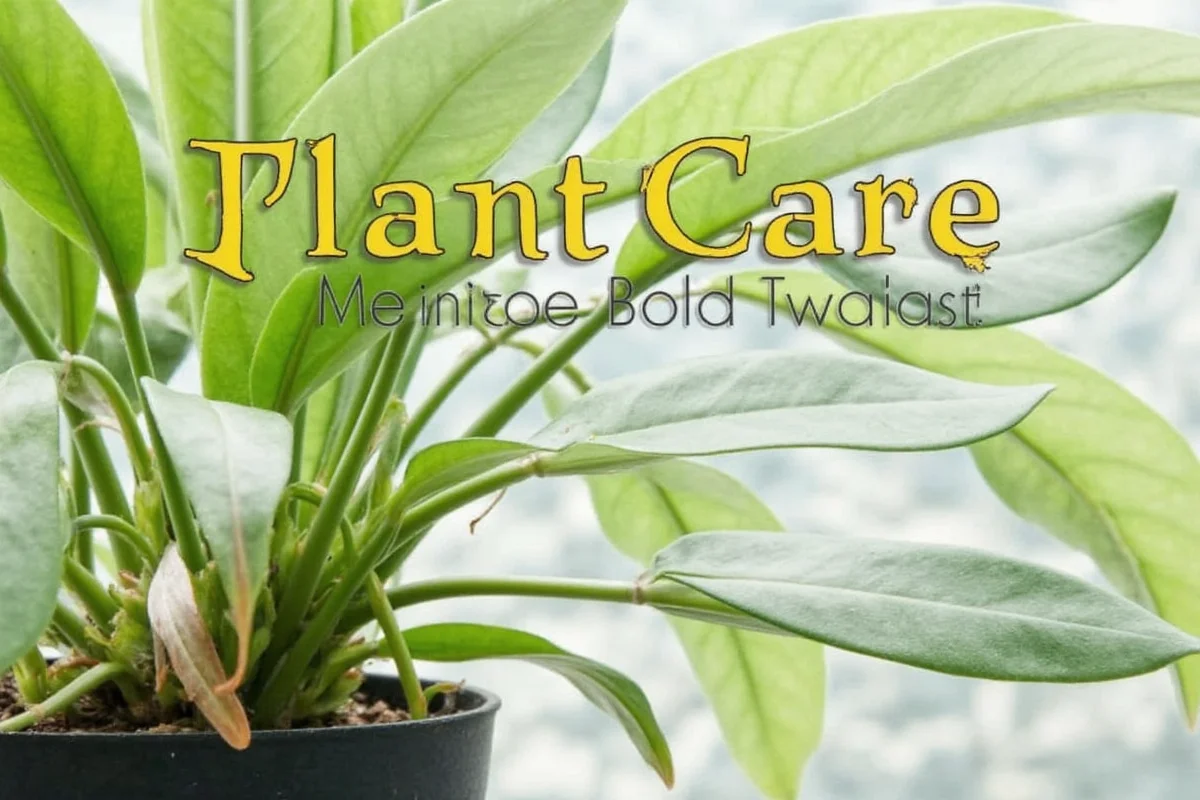 culinary lavender sweet savory addition to your kitchen