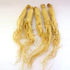 
Chinese Herb Material Wild Ginseng Root Top Quality White Ginseng Root 