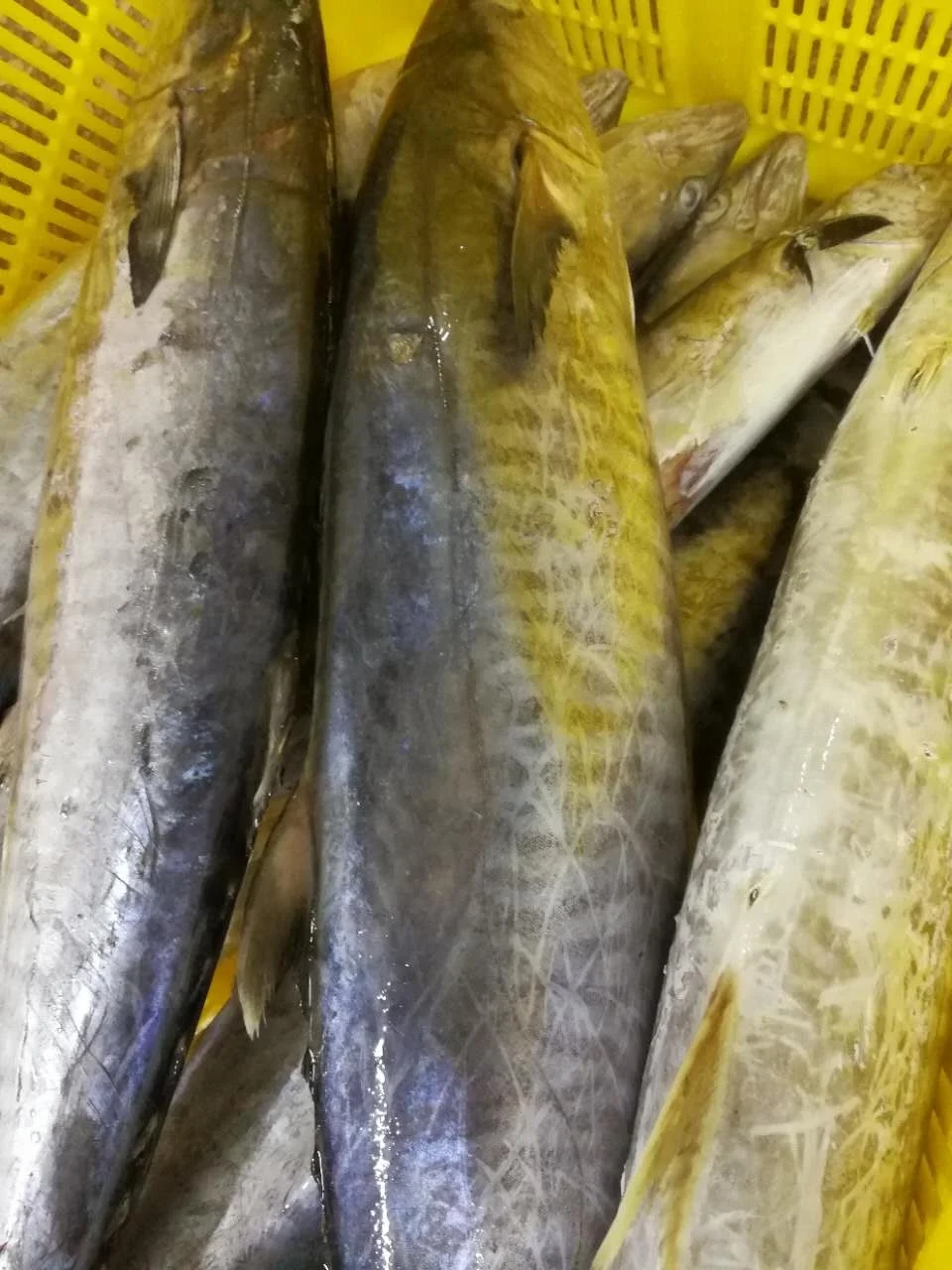 
Frozen WR King Fish Spanish Stripe Mackerel 