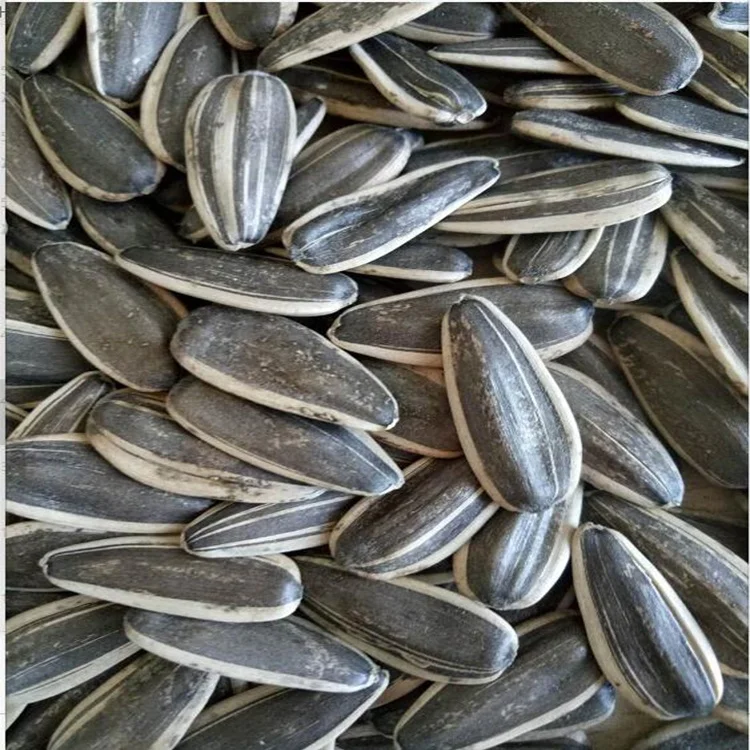 China quality sunflower seeds with best price inner mogolia