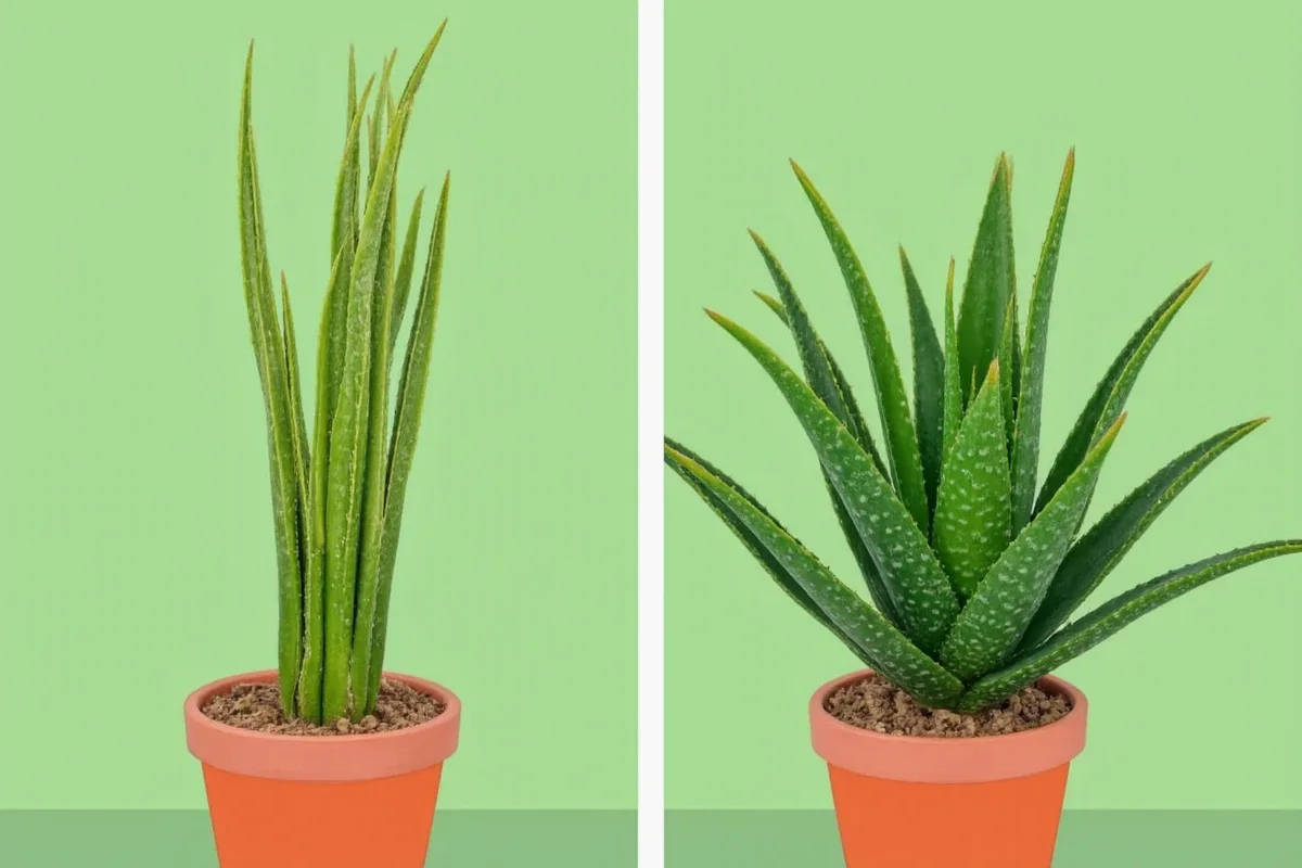 is an aloe plant a succulent