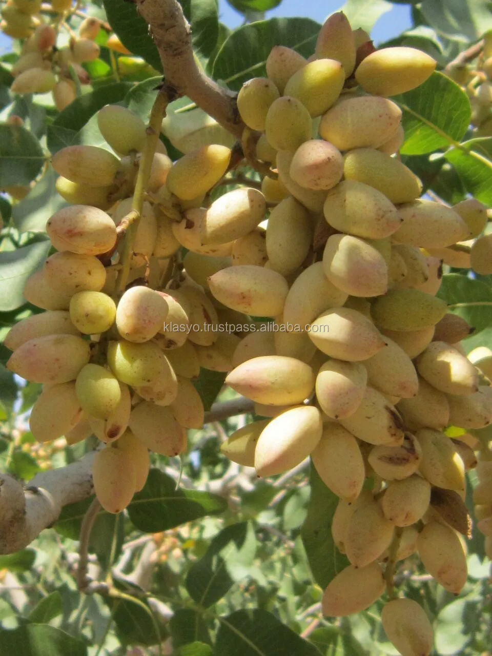 
Raw pistachio nuts, Iranian 