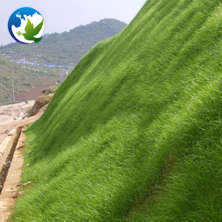 
High Sprouting Rate Bahia Grass Notatum Flugge Paspalum Natatu Seeds Runway Slope Grass Seed For Slope Protection 