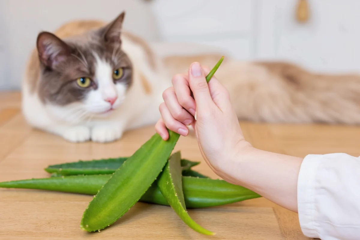 is aloe vera plant bad for cats