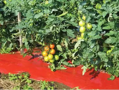 
Red transparent agriculture mulch film with micro holes 