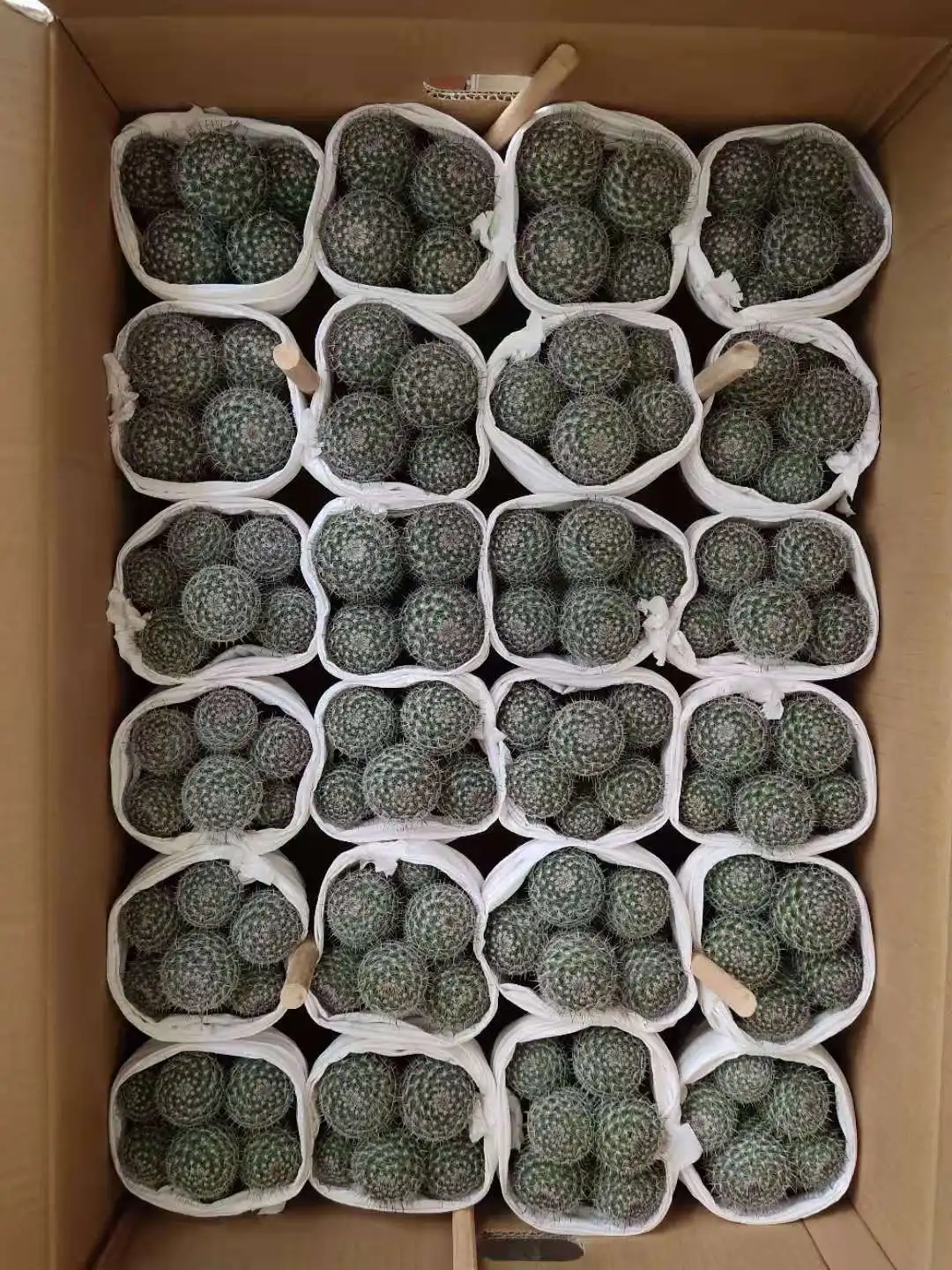 
Cheap price Plants Bonsai decorative Cactus plants mixed mini vareties of cactus plants 