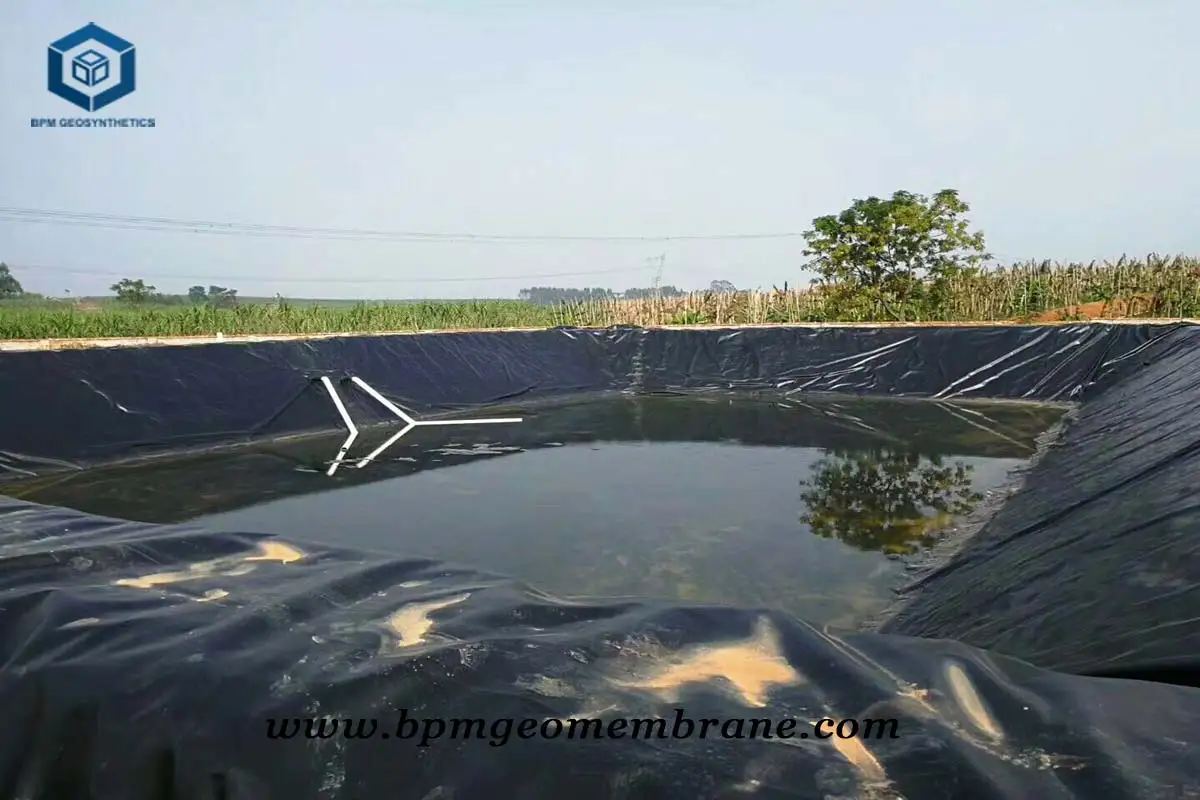 Black Pond Liner