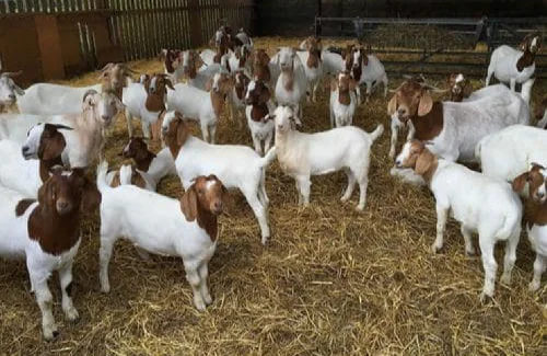 
Boer goats 