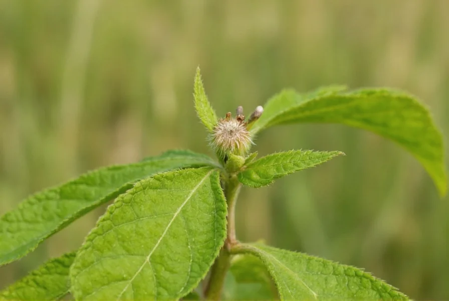 Aniseeds