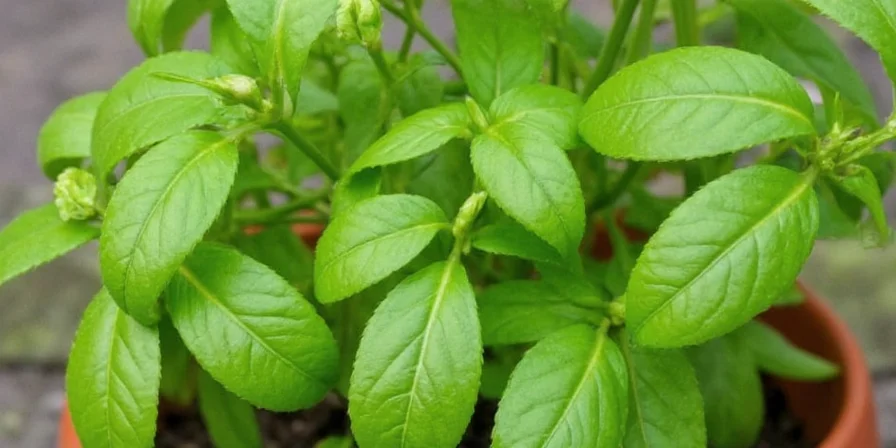 Homemade pesto in a glass jar with basil leaves nearby