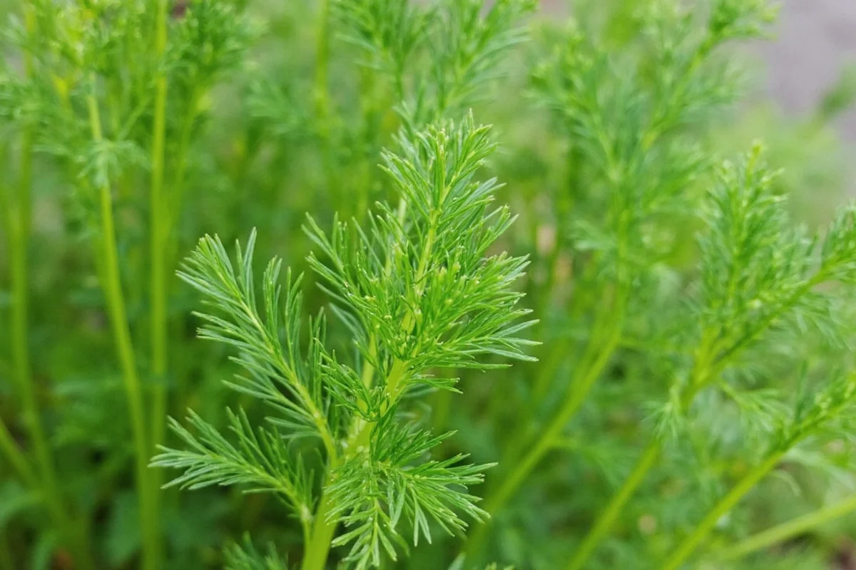 how to care for a dill plant