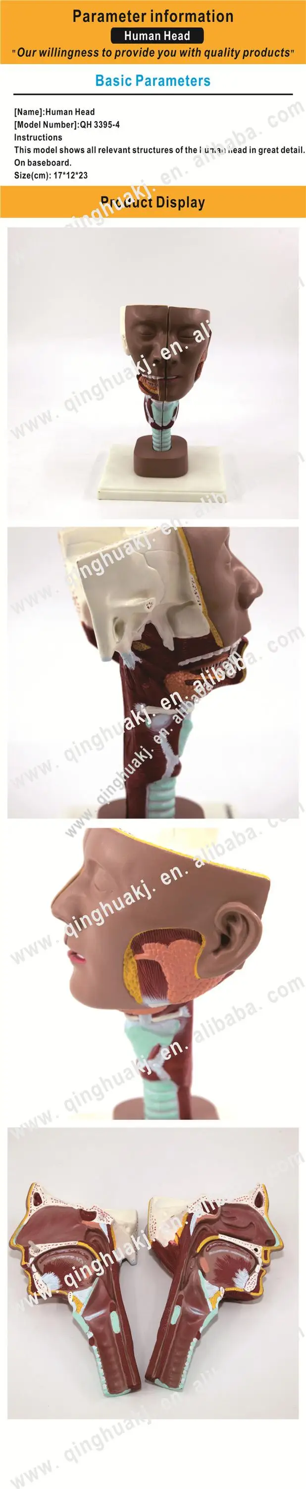 Anatomy Human Head Model - Detailed Head Model for Teaching