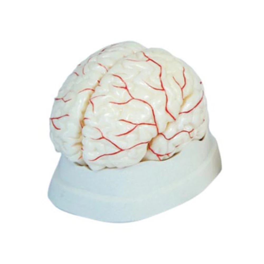 Brain цены. Медицинский макет мозга на Алибаба.com.