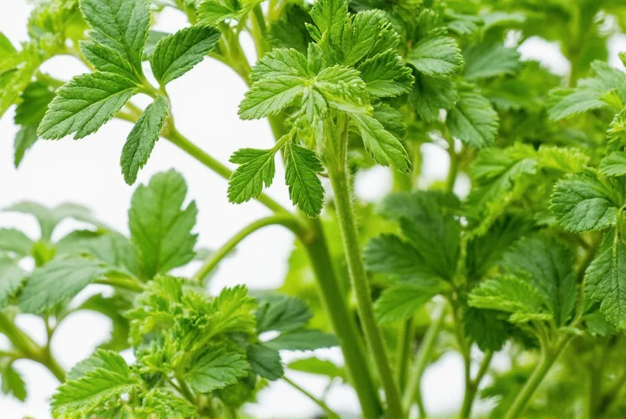 Close-up of dried parsley leaves