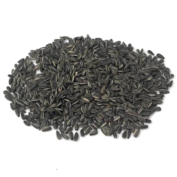 
inner mongolia black sunflower seeds for oil  (60689332814)