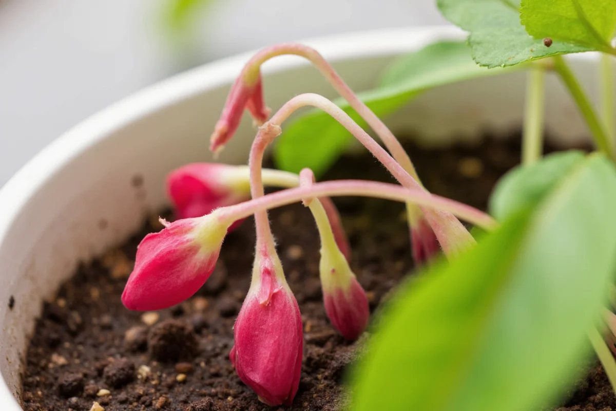 how to take care of a cyclamen plant