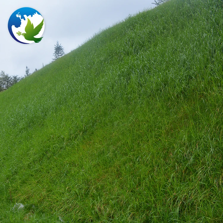 
High Sprouting Rate Bahia Grass Notatum Flugge Paspalum Natatu Seeds Runway Slope Grass Seed For Slope Protection 