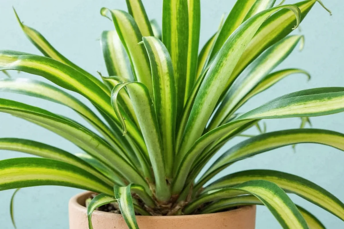 how to take care of a dumb cane plant