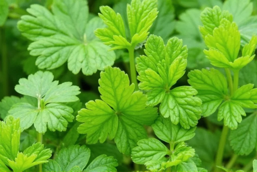 What Does Parsley Taste Like: Flavor Profile Explained