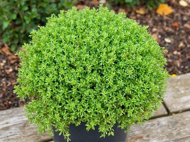 Where to Buy Creeping Thyme Plants: A Gardener's Guide