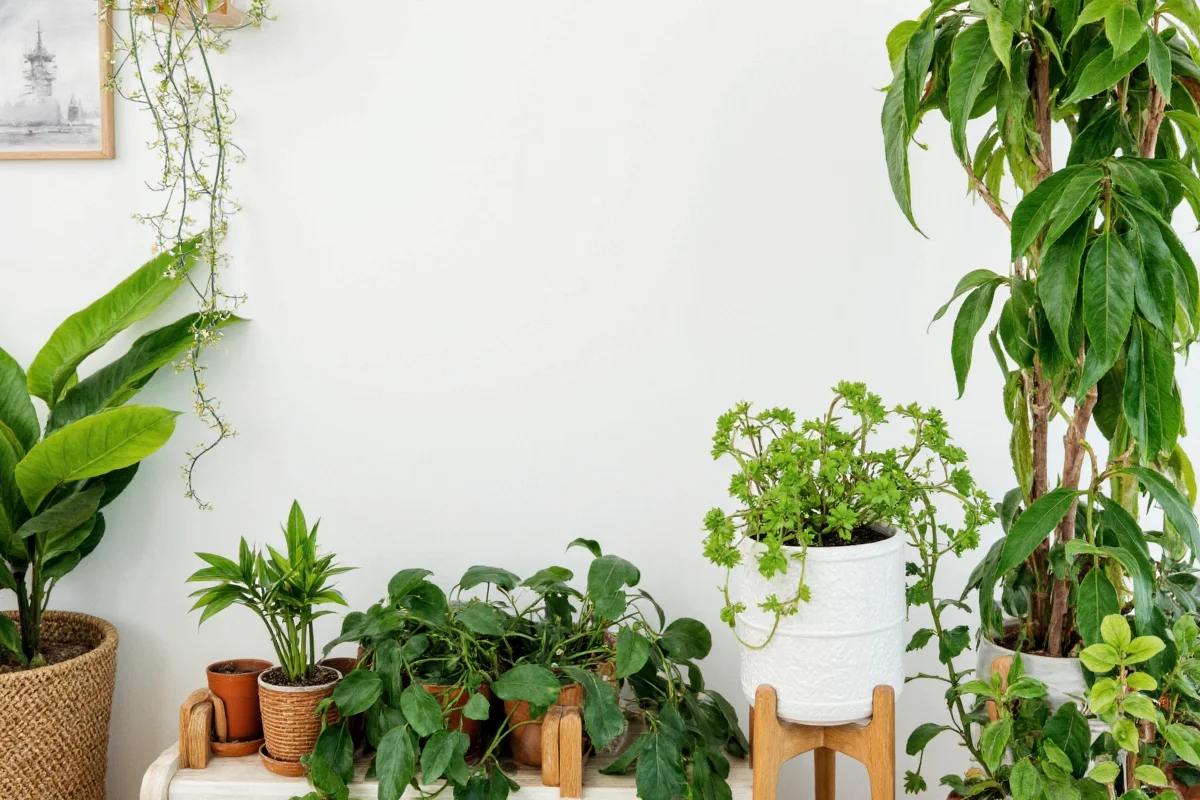 Cultivating Vibrant Indoor Plants: Expert Tips 2025