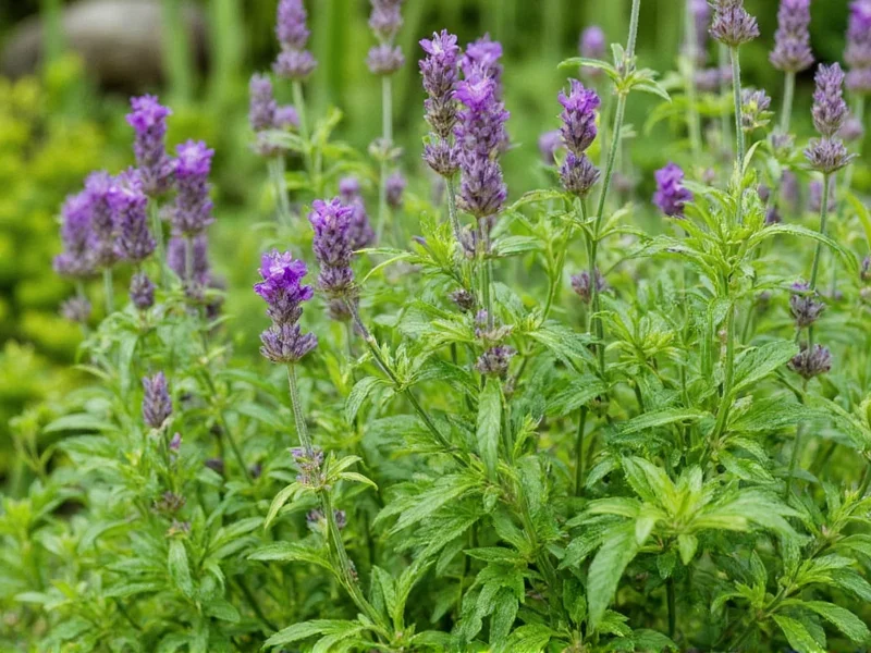 Herb garden with mosquito-repelling plants like lavender and basil
