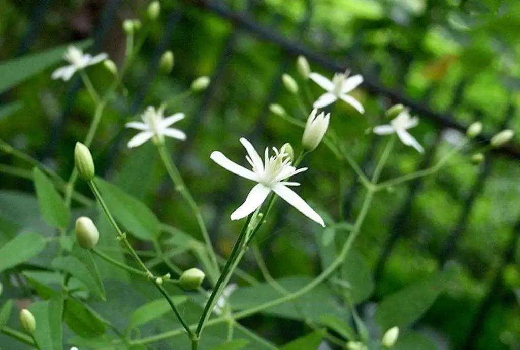 铁线莲根提取物的药用植物提取物