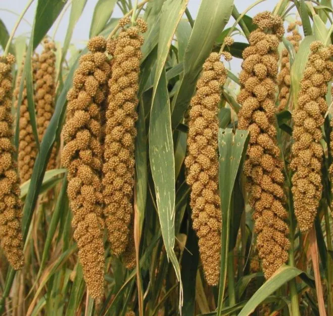 millet yellow.jpg