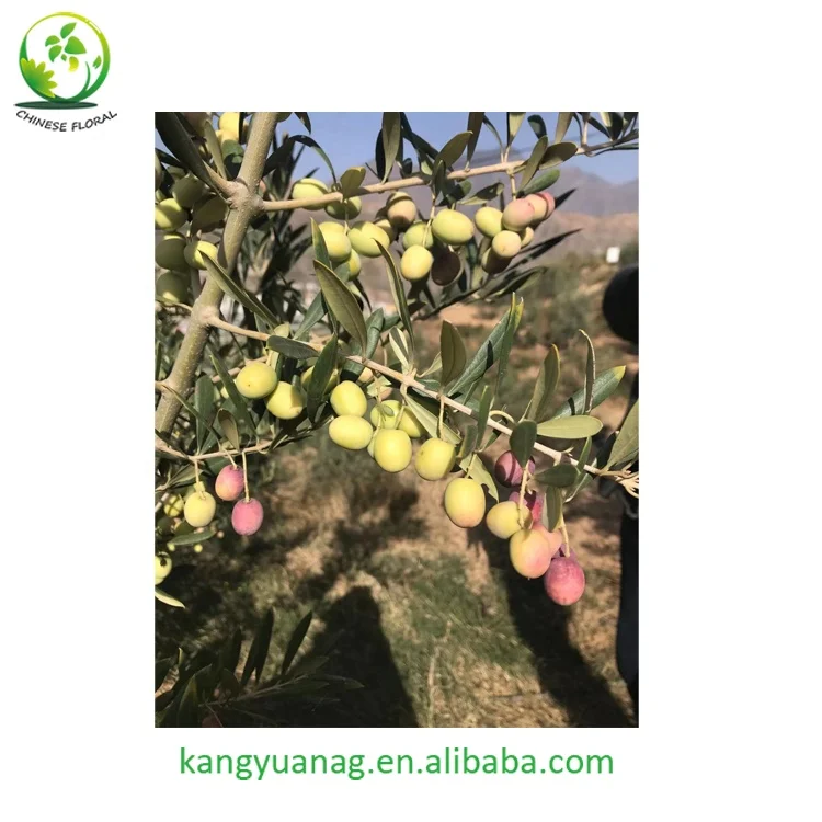 
European Olive seedling fruit trees plants 
