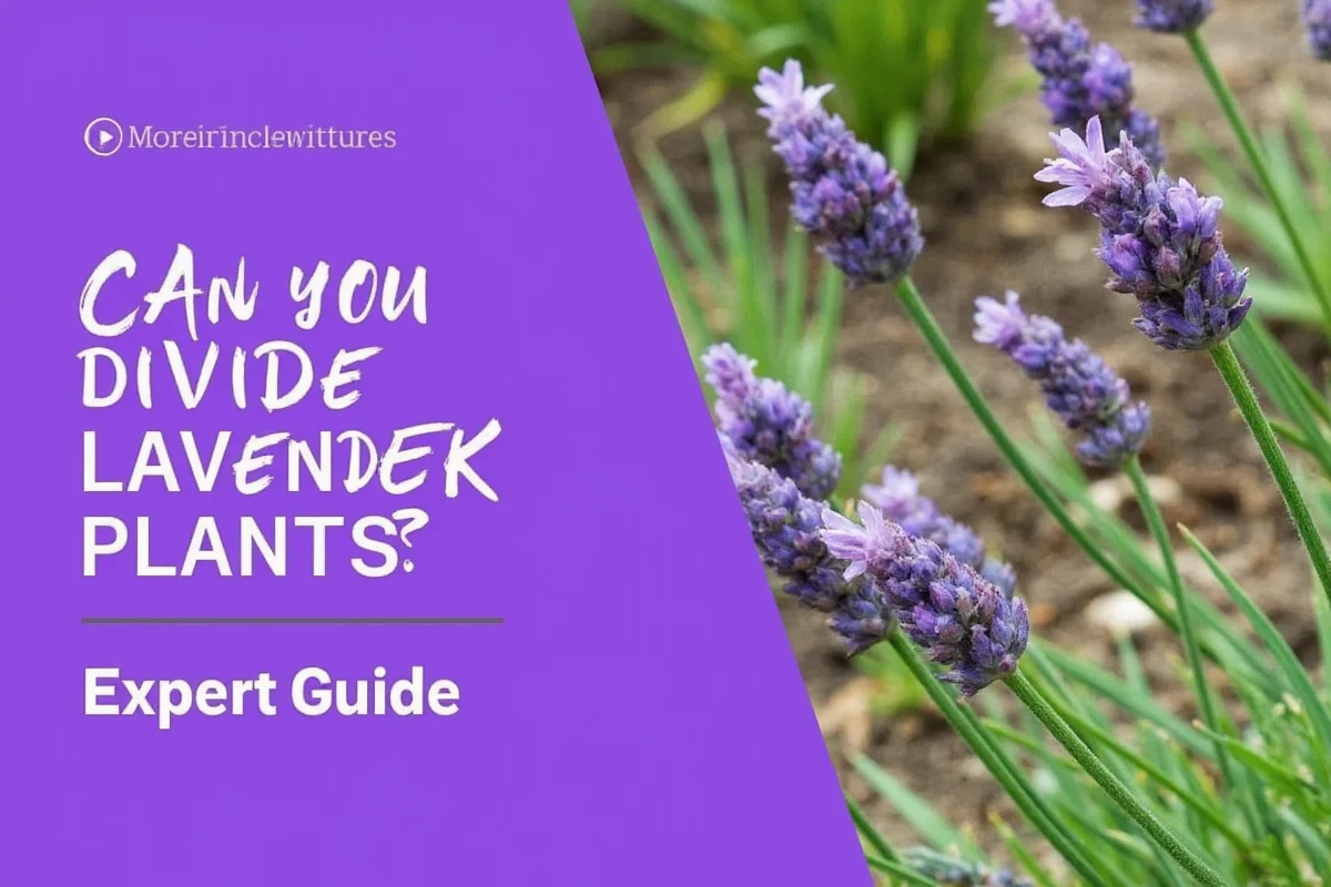 can you divide lavender plants